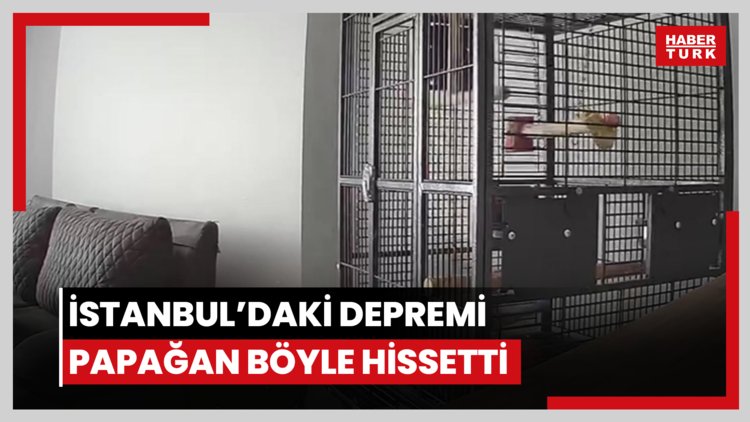 İstanbul'daki depremi papağan böyle hissetti: Kafesten kurtulmaya çalıştı