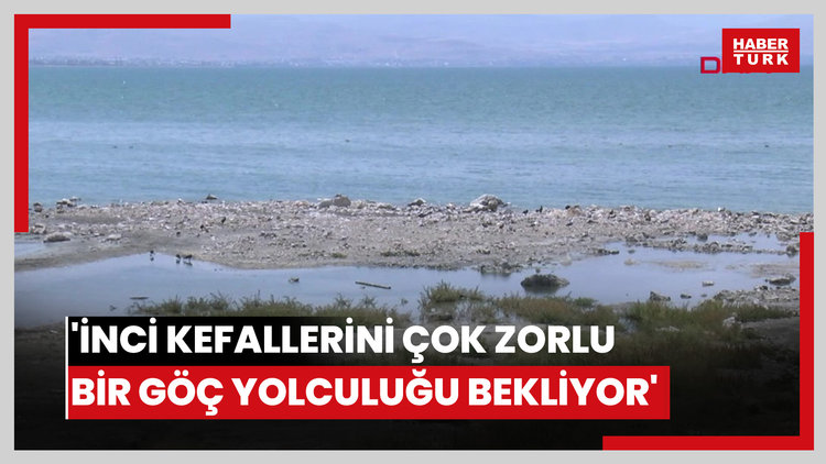 'İnci kefallerini çok zorlu bir göç yolculuğu bekliyor'