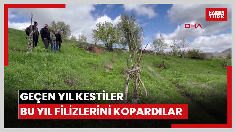 Geçen sene köklerinden kestikleri ceviz ağaçlarının bu yıl da filizlerini kopardılar