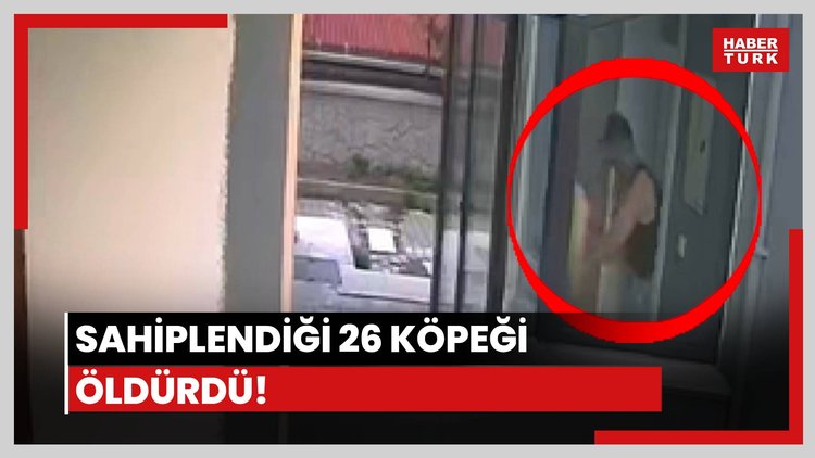 Sahiplendiği 26'i köpeği öldürdü! "Açık camdan gittiler"