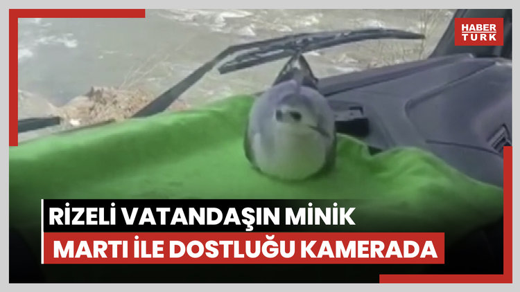 Rizeli vatandaşın minik martı ile dostluğu kamerada