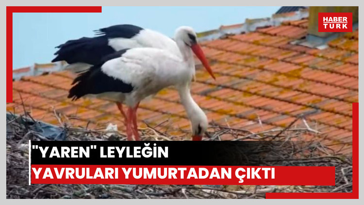 "Yaren" leyleğin 2 yavrusu yumurtadan çıktı