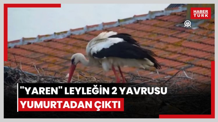 "Yaren" leyleğin 2 yavrusu yumurtadan çıktı