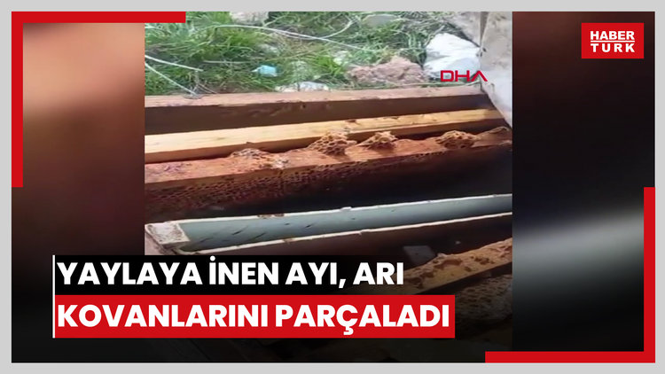 Yaylaya inen ayı, arı kovanlarını parçaladı