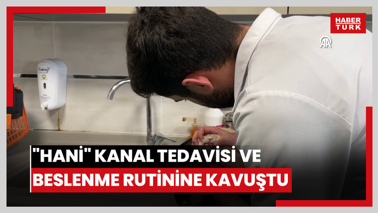 Dişleri kırılan kedi "Hani" kanal tedavisi ve kaplamayla beslenme rutinine kavuştu