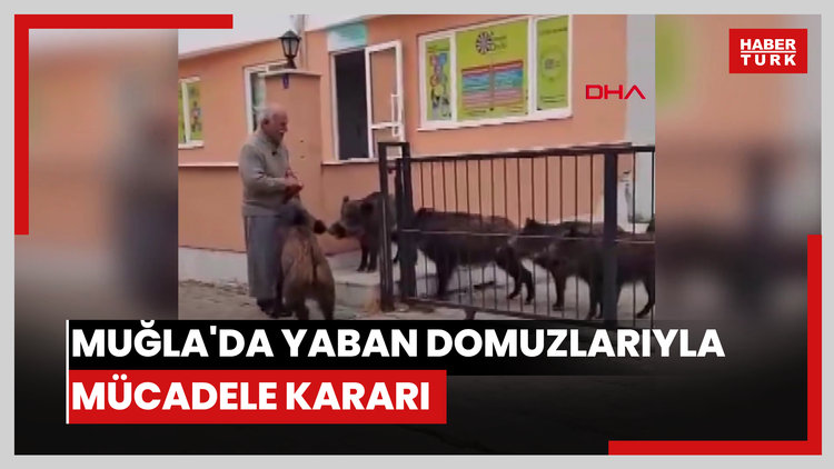Muğla'da yaban domuzlarıyla mücadele kararı