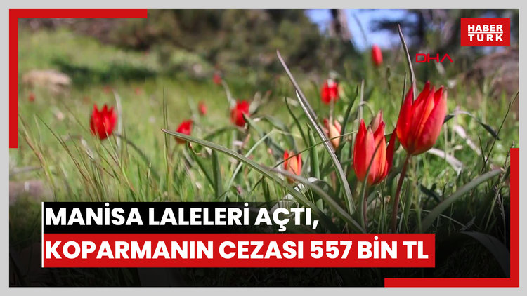 10 gün canlı kalabilen Manisa laleleri açtı, koparmanın cezası 557 bin TL