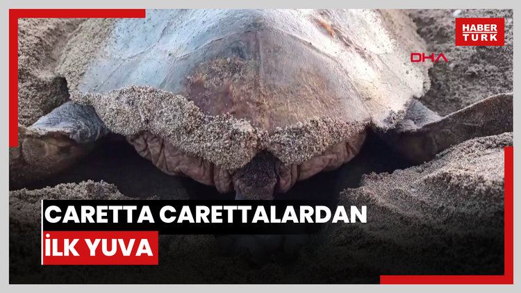 Caretta carettalardan ilk yuva