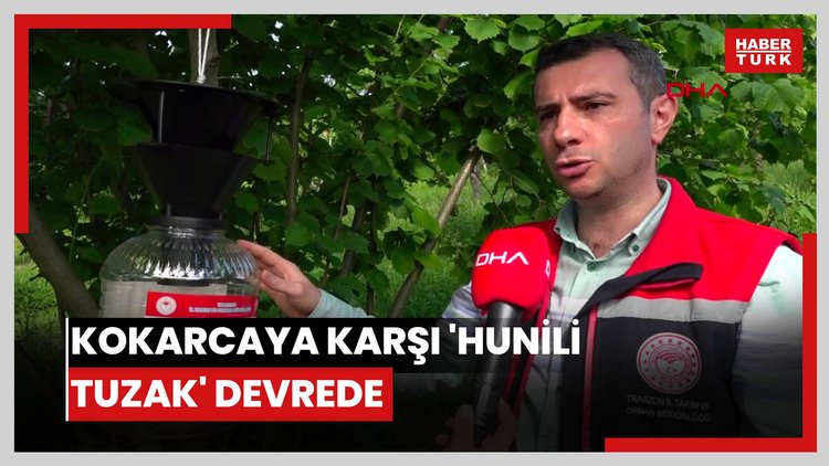 Fındığın kabusu kahverengi kokarcaya karşı 'hunili tuzak' devrede