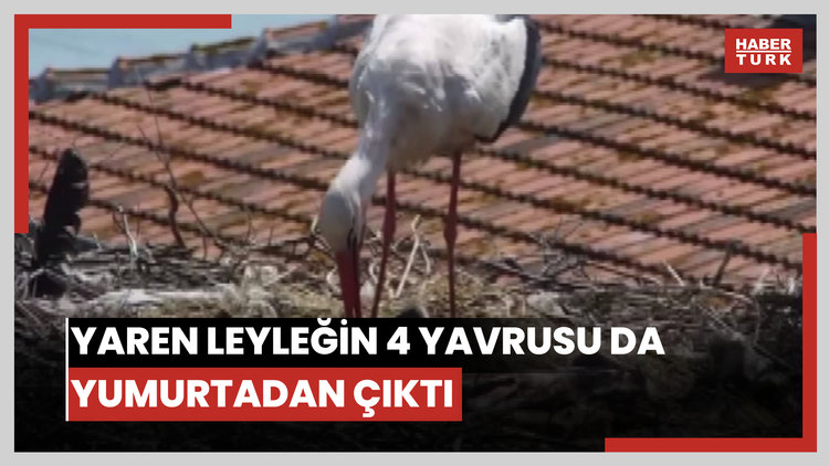 Yaren leyleğin 4 yavrusu da yumurtadan çıktı