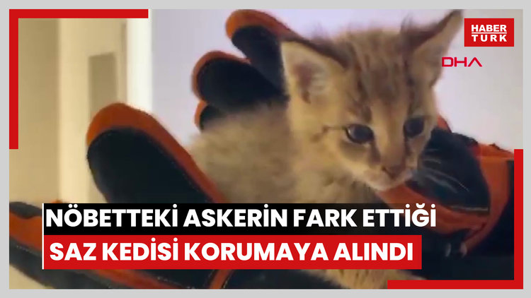 Şırnak'ta nöbetteki askerin fark ettiği saz kedisi korumaya alındı