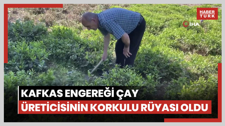 Kafkas engereği çay üreticisinin korkulu rüyası oldu