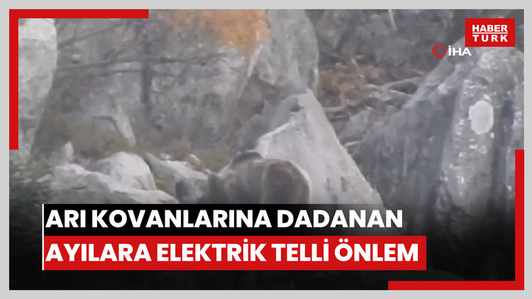 Antalya'da arı kovanlarına dadanan ayılara elektrik telli önlem