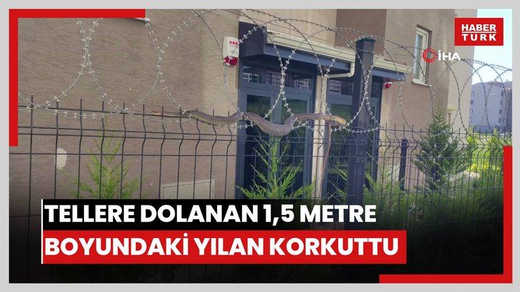 Tellere dolanan 1,5 metre boyundaki yılan korkuttu