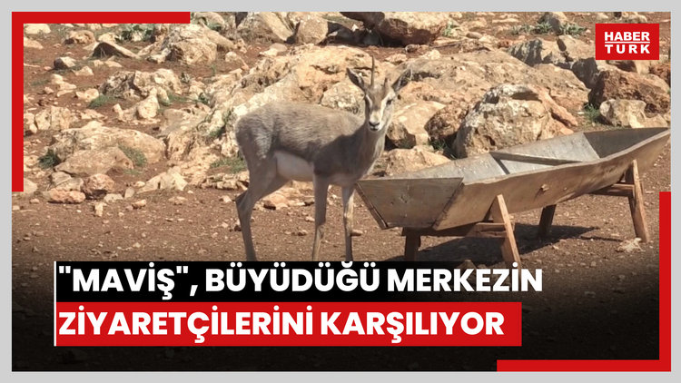 Dağ ceylanı "Maviş", büyüdüğü merkezin ziyaretçilerini karşılıyor