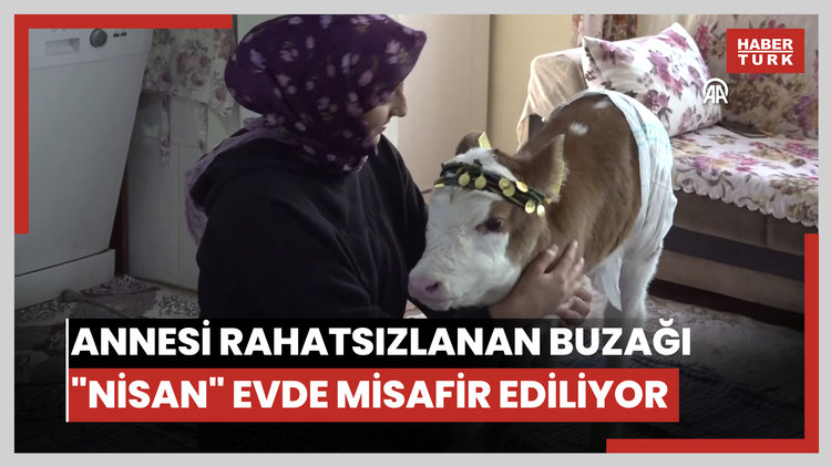 Annesi rahatsızlanan buzağı "Nisan" evde misafir ediliyor