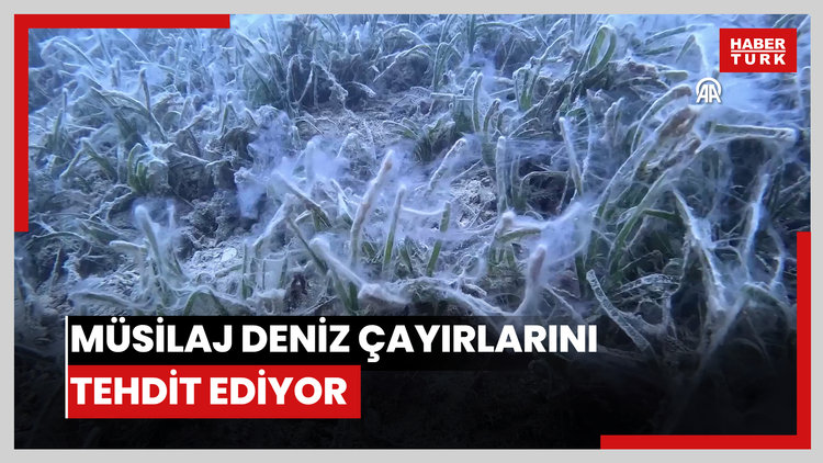 Marmara'dan Saros Körfezi'ne ulaşan müsilaj deniz çayırlarını tehdit ediyor