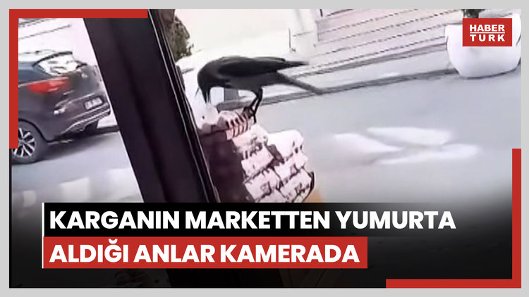 Sultangazi'de karganın marketten yumurta aldığı anlar kamerada
