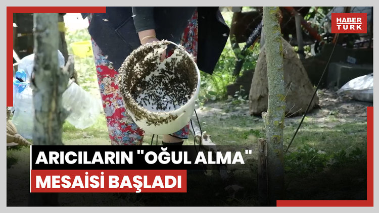 Arıcıların "oğul alma" mesaisi başladı
