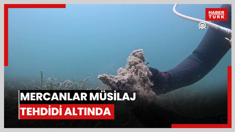 Çanakkale Boğazında koruma altındaki sert mercanlar müsilaj tehdidi altında