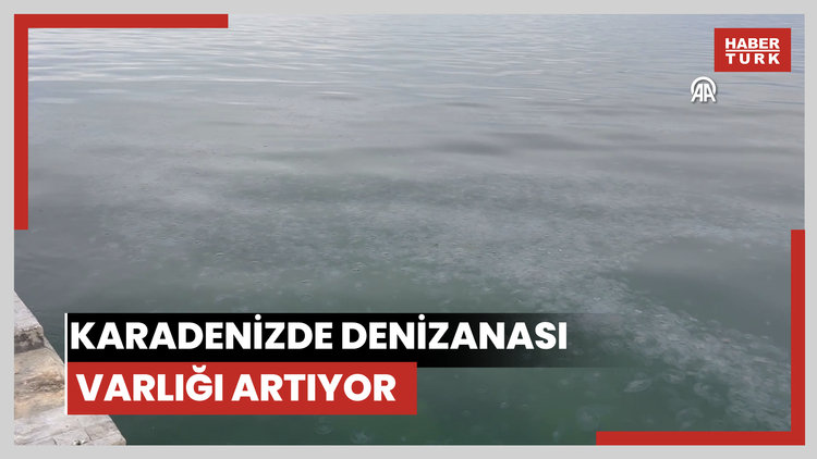 Karadenizde denizanası varlığı artıyor