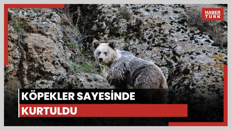Köpekler sayesinde kurtuldu