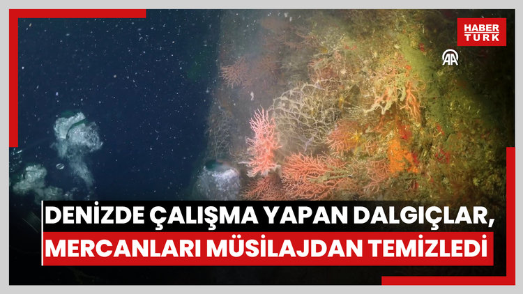 Marmara Denizinde çalışma yapan dalgıçlar, mercanları müsilajdan temizledi