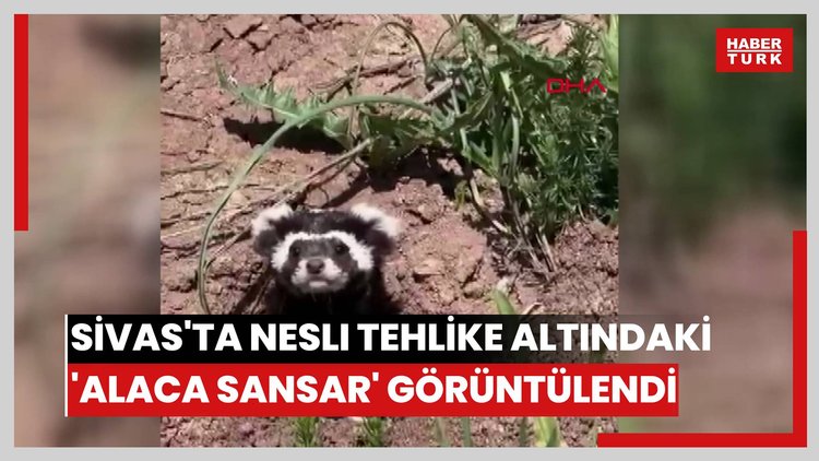 Sivas'ta nesli tehlike altındaki 'alaca sansar' görüntülendi