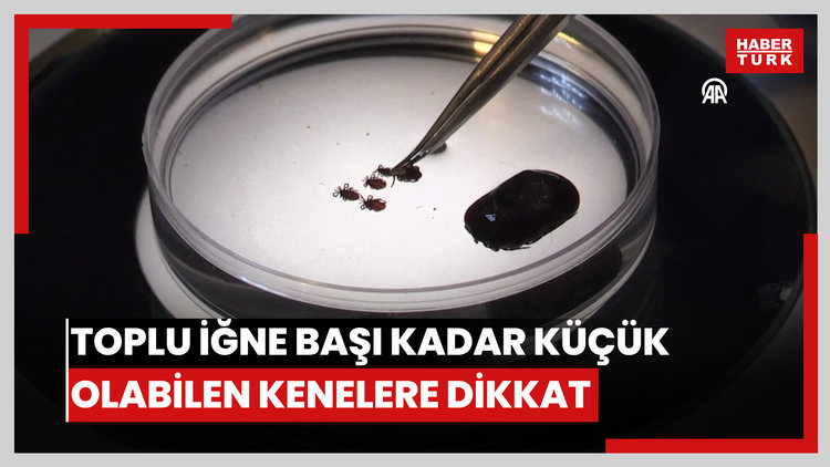 Toplu iğne başı kadar küçük olabilen kenelere dikkat