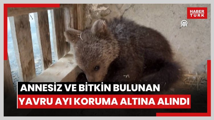 Doğada annesiz ve bitkin bulunan yavru ayı koruma altına alındı