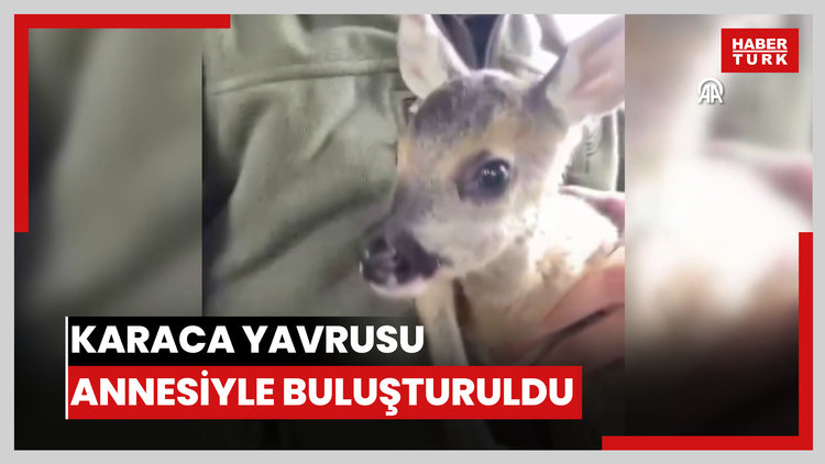 Karaca yavrusu annesiyle buluşturuldu
