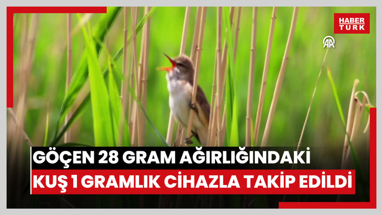 Kıtalararası göçen 28 gram ağırlığındaki kuş 1 gramlık cihazla takip edildi