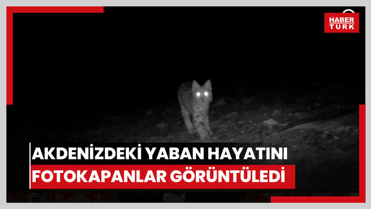 Akdenizdeki yaban hayatını fotokapanlar görüntüledi