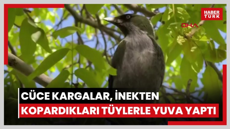 Cüce kargalar, inekten kopardıkları tüylerle yuva yaptı