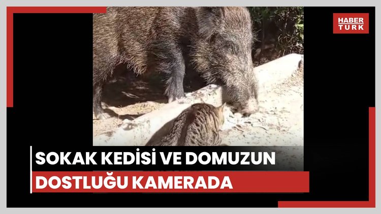 Yaban domuzu ve kedi birlikte yemek yedi