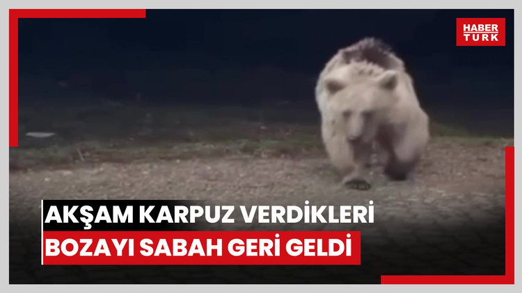 Akşam karpuz verdikleri bozayı sabah geri geldi