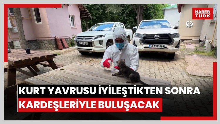 Öksüz kalan kurt yavrusu iyileştikten sonra kardeşleriyle buluşacak