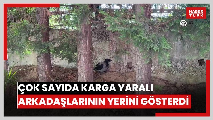 Alçaktan uçarak sesler çıkaran çok sayıda karga yaralı arkadaşlarının yerini gösterdi