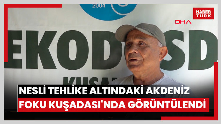 Nesli tehlike altındaki Akdeniz foku Kuşadası'nda görüntülendi