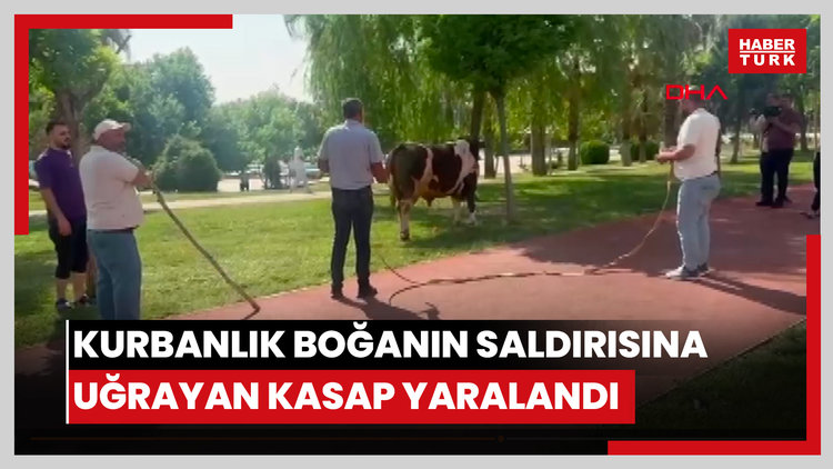 Şanlıurfa'da kurbanlık boğanın saldırısına uğrayan kasap yaralandı