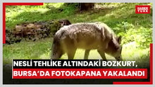 Nesli tehlike altındaki Bozkurt, Bursa’da fotokapana yakalandı