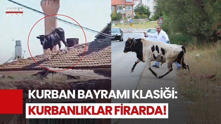 Yine Aynı Manzara: Kurbanlıklar Kaçtı, Vatandaşlar Peşinden Koştu!