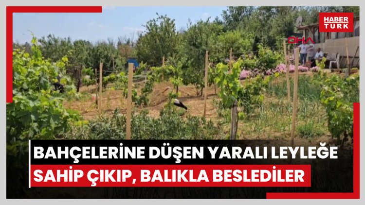 Bahçelerine düşen yaralı leyleğe sahip çıkıp, balıkla beslediler