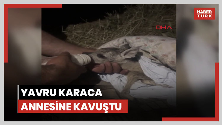 Tarlada bulunan yavru karaca annesine kavuştu