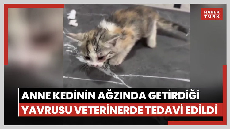 Anne kedinin ağzında getirdiği yavrusu veterinerde tedavi edildi