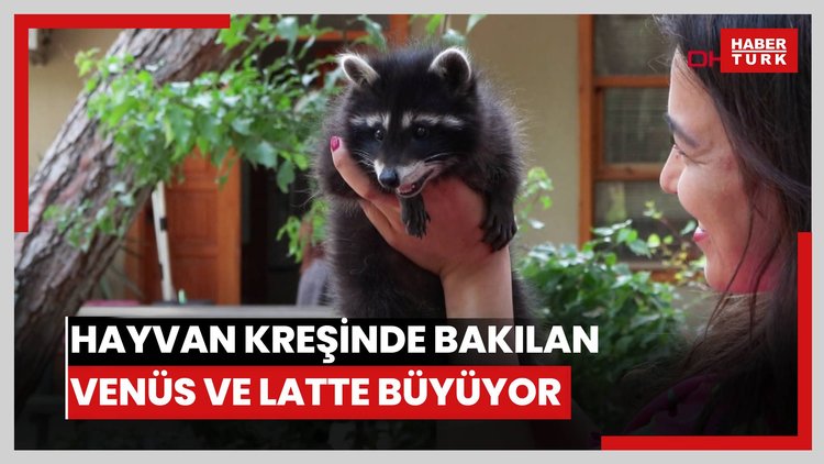 Hayvan kreşinde bakılan Venüs ve Latte büyüyor