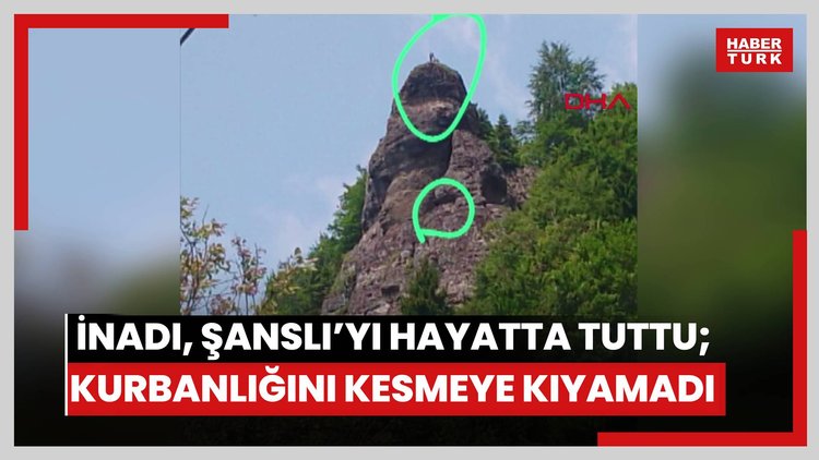 Keçi inadı, Şanslı'yı hayatta tuttu; kurbanlığını kesmeye kıyamadı