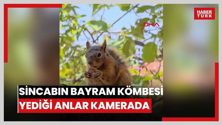 Sincabın bayram kömbesi yediği anlar kamerada