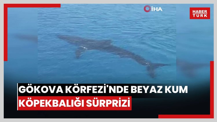 Gökova Körfezi'nde Beyaz Kum Köpekbalığı sürprizi