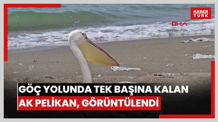 Göç yolunda tek başına kalan ak pelikan, görüntülendi